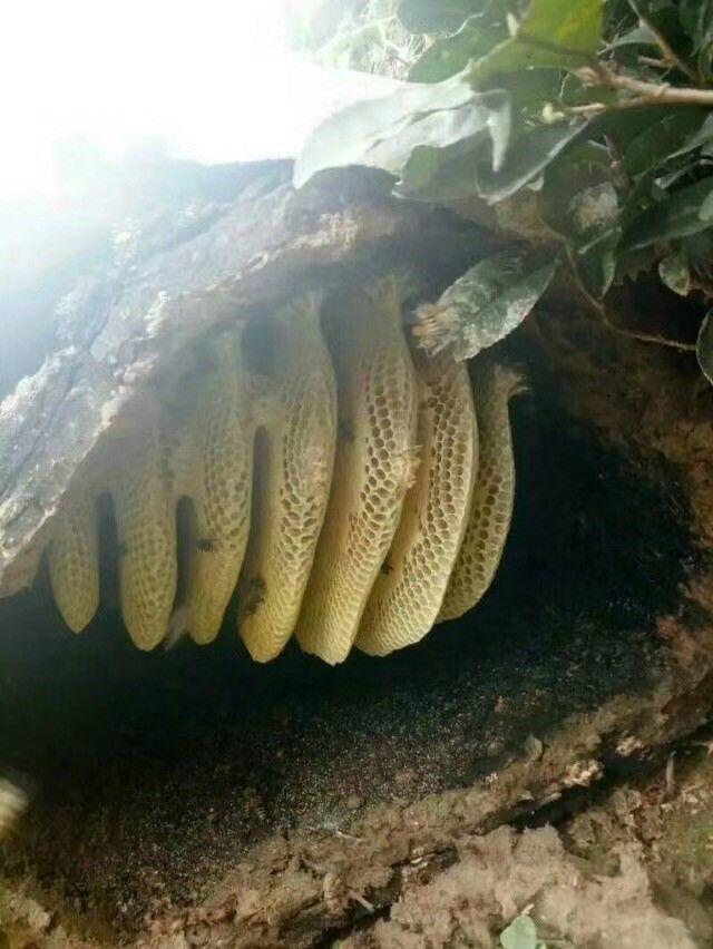 这样的原味儿美食 你值得看一看