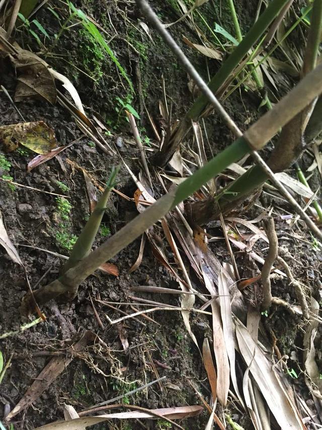 这样的原味儿美食 你值得看一看