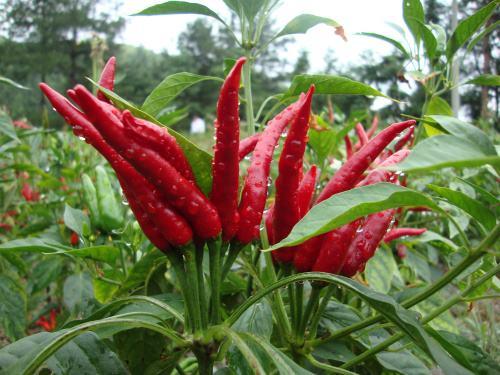 失传已久传统美食“私房名菜坛子肉”，原滋原味辣到爽！